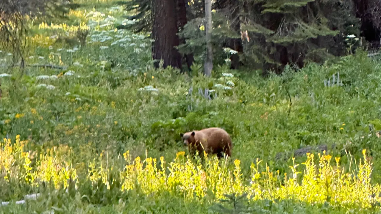 Black bear crossing a forest clearing in Yosemite National Park