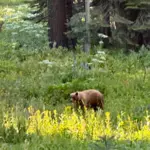 Yosemite National Park Wildlife – A Visitor’s Guide