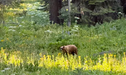 Yosemite National Park Wildlife – A Visitor’s Guide