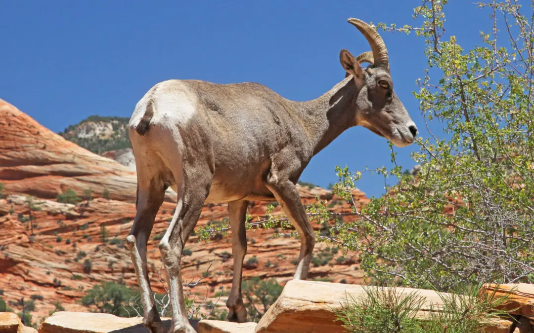 Wildlife 3 Zion National Park Wildlife – A Visitor’s Guide