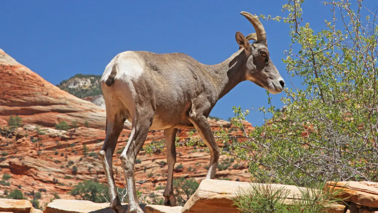 Desert bighorn sheep among red rocks in Zion National Park