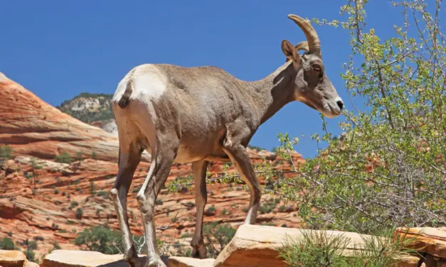 Zion National Park Wildlife – A Visitor’s Guide