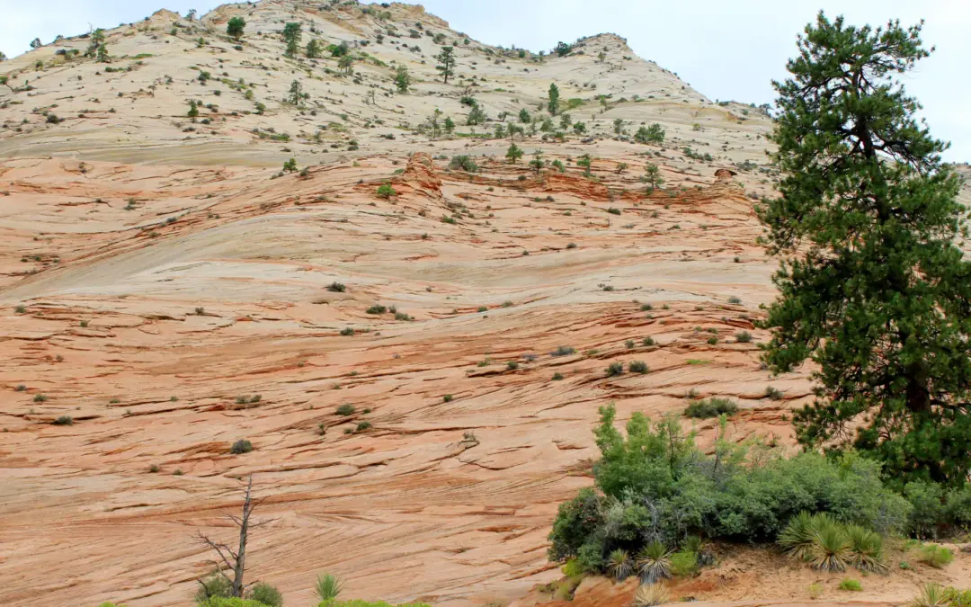 Camping In Zion National Park