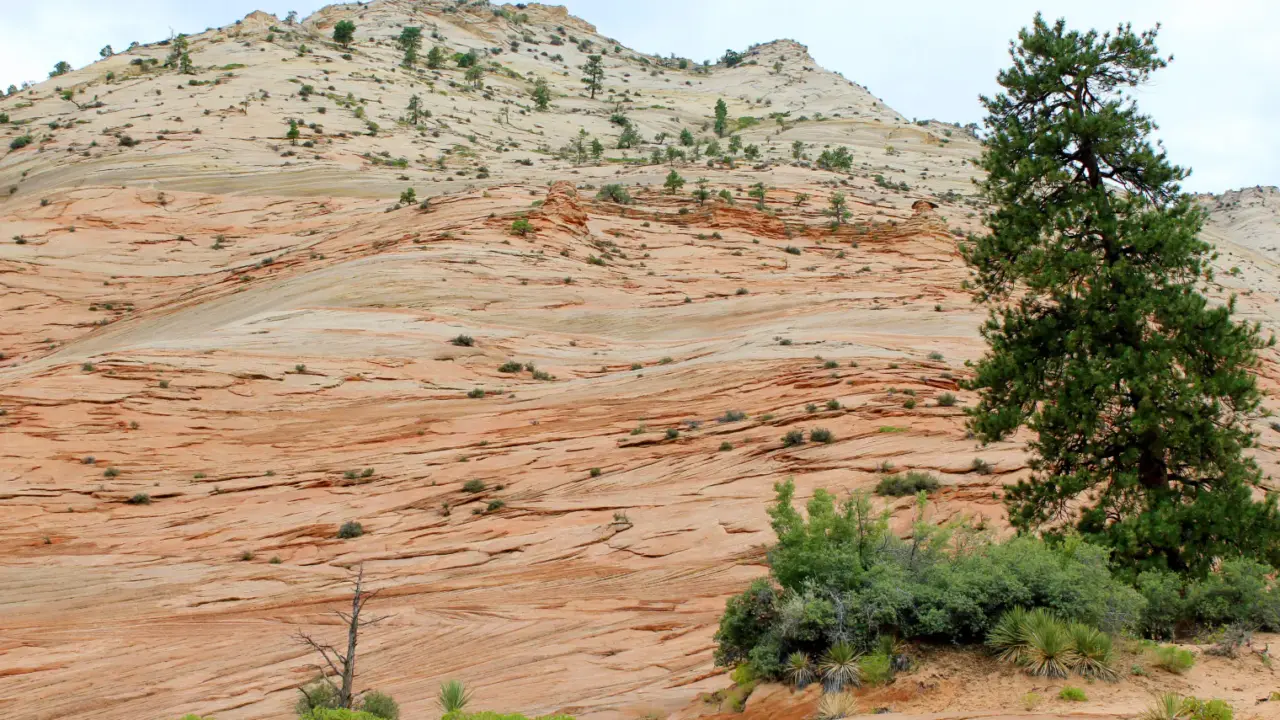 Red cliffs and canyon floor in Zion National Park