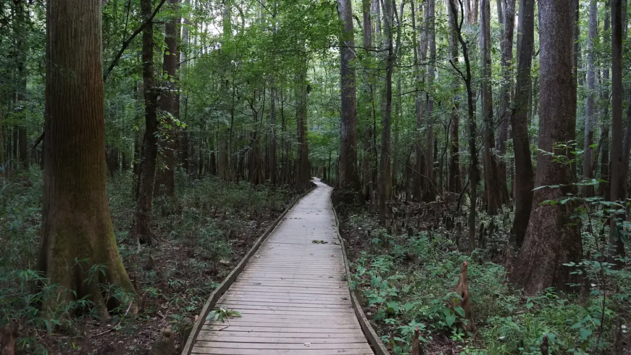 Floodplain forest in Congaree National Park