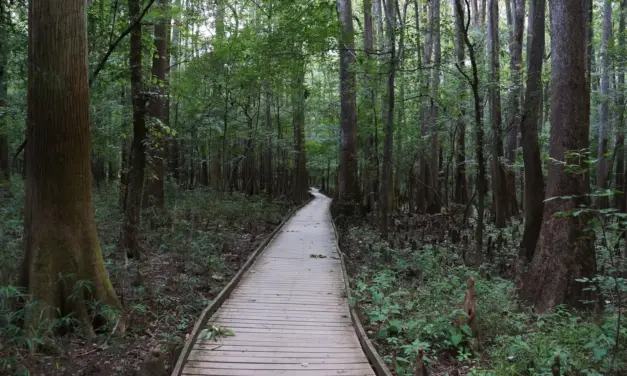Congaree National Park Weather – A Visitor’s Guide