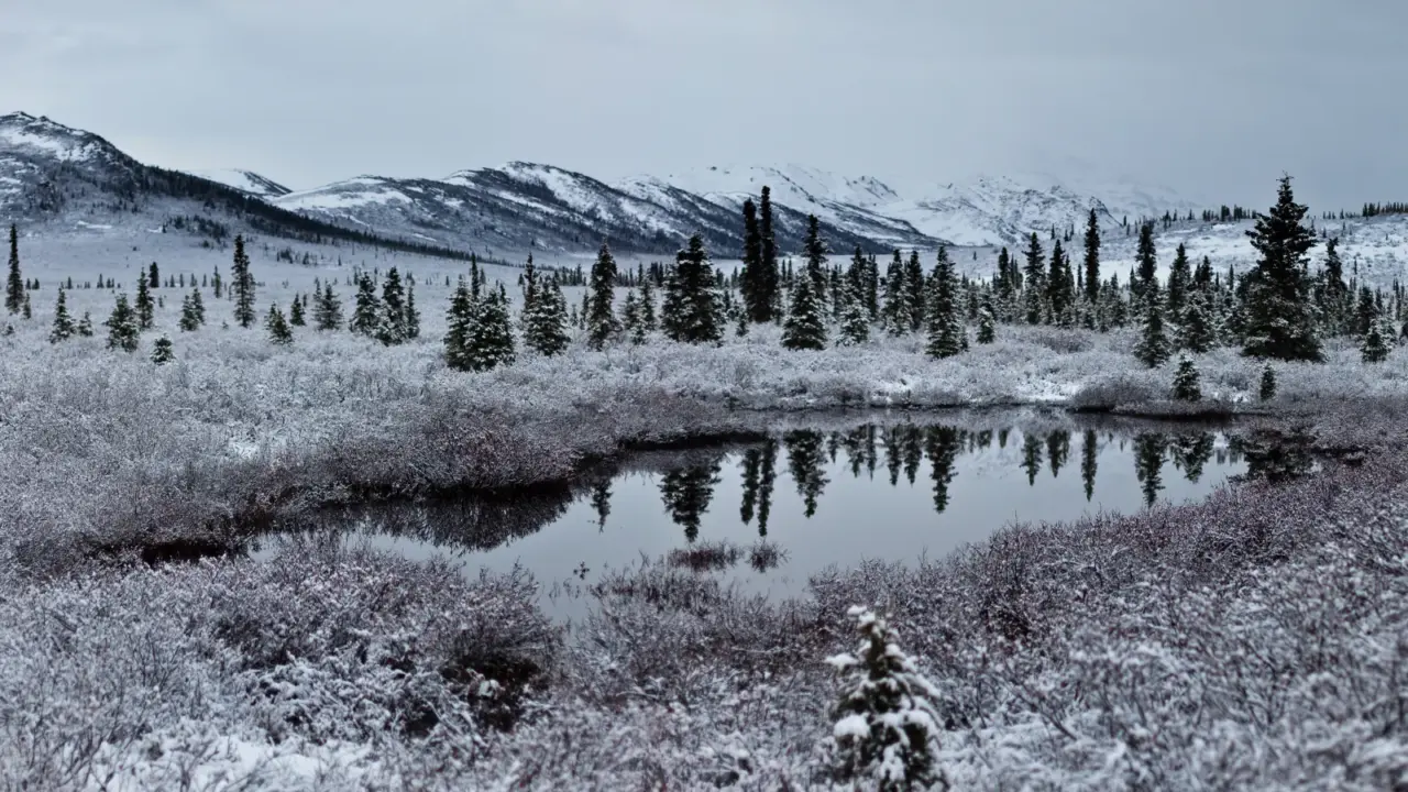 Light snow across an open forest in Denali National Park