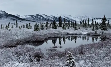 Denali National Park Weather – A Visitor’s Guide