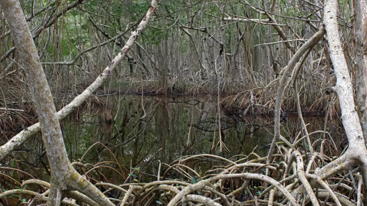 Wetland and sawgrass landscape in Everglades National Park