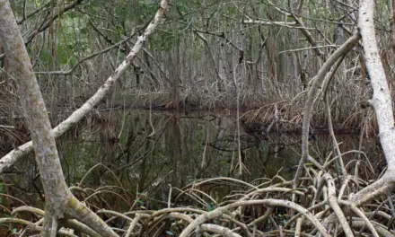 Everglades National Park Weather – A Visitor’s Guide