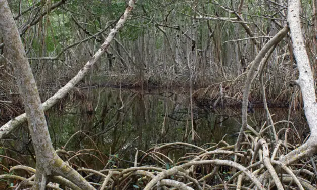 Everglades National Park Weather – A Visitor’s Guide