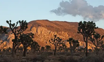 Joshua Tree National Park Weather – A Visitor’s Guide