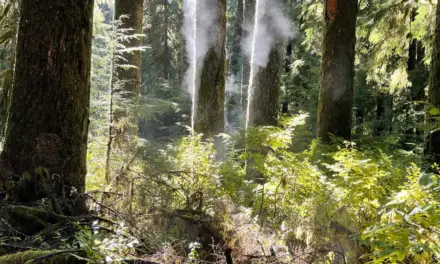 Olympic National Park Weather – A Visitor’s Guide