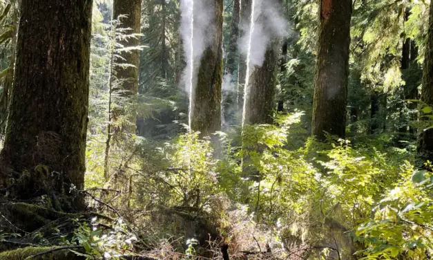 Olympic National Park Weather – A Visitor’s Guide