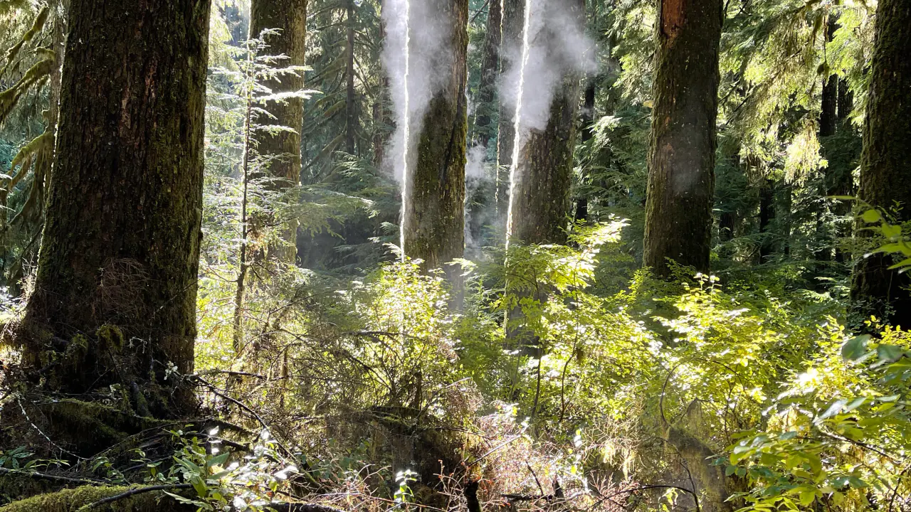 Morning fog in a rain-soaked Olympic National Park forest