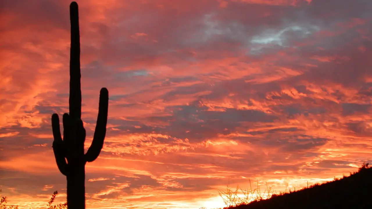 Saguaro cactus silhouetted against a desert sunset