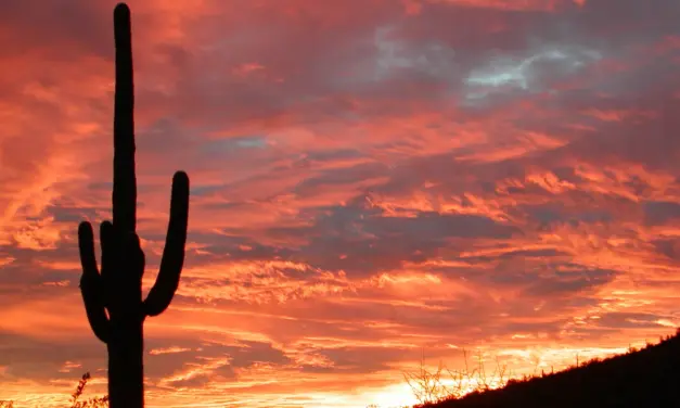 Saguaro National Park Weather – A Visitor’s Guide