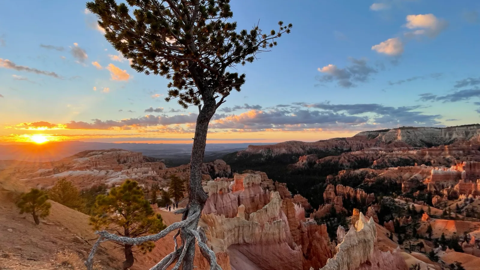Exposed tree roots at Sunrise Point in Bryce Canyon National Park